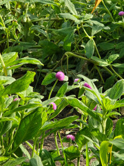 beautiful Amaranthus flowers in the garden