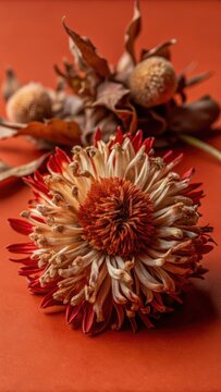 Dried guara flower on white surface with subtle texture and delicate petals