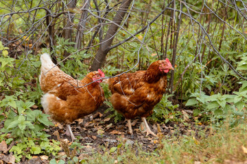 Two red hens stroll through the forest among branches and low green vegetation. In the background are thick grass and fallen leaves.