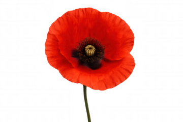 Red poppy blossom with vibrant petals and dark center, symbolizing remembrance and peace, isolated on transparent background