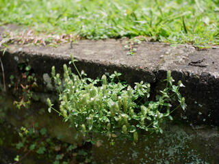 Wildflower growing in natural daylight conditions along a concrete garden border edge.
