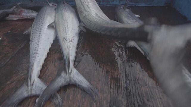 South Korea Mackerel: Freshly Caught on Deck - Log Footage - 한국 삼치: 갑판 위에 갓 잡은 싱싱함 - 로그 촬영