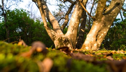 Ground view of a tree