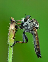 Hairy robber fly with iridescent eyes on a plant