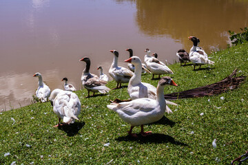 A flock of geese rests by a lake on a sunny day in Brazil, showcasing the tranquility of nature.