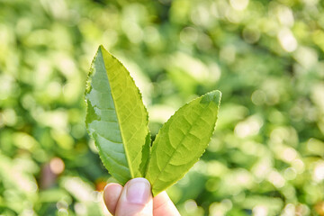 Close-up of fresh green tea leaves held outdoors in abundant sunlight.