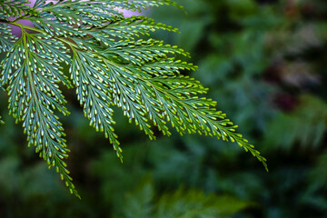 Detailed macro of a Rabbit Foot Fern, Davallia fejeensis,) frond in Brazil. The vibrant green,...