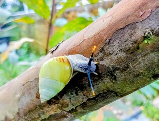 cute macro albino snail, tree snail, bekingking, white snail (Amphidromus perversus) on a tree branch, strange and rare pet hobby