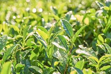 Lush green tea leaves in sunlight with dew drops in vibrant plantation close-up.