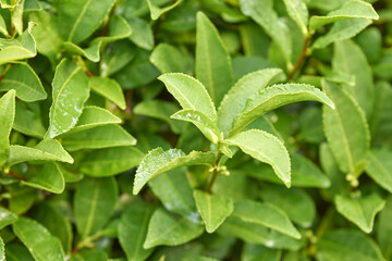 Close-up of fresh green tea leaves with dewdrops in garden setting.