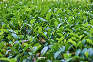 Obraz premium Lush green tea leaves in abundant field garden, vibrant foliage and sunlit freshness.