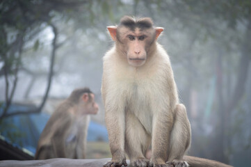 Wild monkey family close-up sharing nature’s bond