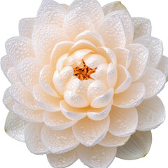 Fototapeta premium AI Image An ethereal close up showcasing a pristine white blossom with water droplets and
