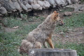 Jackal - Almaty Zoo of Kazakhstan, Almaty