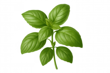 Fresh basil sprig displaying vibrant green leaves, a culinary herb used for cooking and adding aroma to dishes