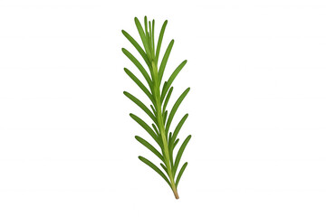 Fototapeta premium Rosemary sprig showing fresh green leaves, a popular ingredient for cooking and aromatic herb for various uses