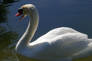 Close-up profile picture of large white mute swan with beak open