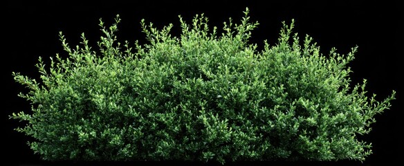 Lush green shrubbery provides a natural , perfect for landscaping or environmental design projects.
