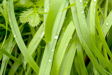 Fresh Green Grass Blades with Morning Dew Drops Close-Up
