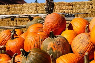 pumpkins and gourds