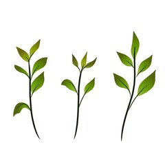 green leaves vector