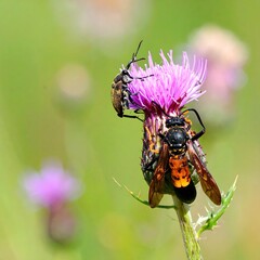 Two insects on a thistle