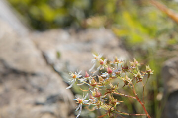 高山植物：ミヤマダイモンジソウ／ユキノシタ属（Saxifraga fortunei var....