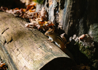 chipmunk in the forest
