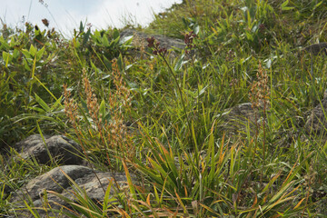 高山植物：キンコウカ（Narthecium asiaticum ）／花の後の株全体／長野県八方尾根・9月