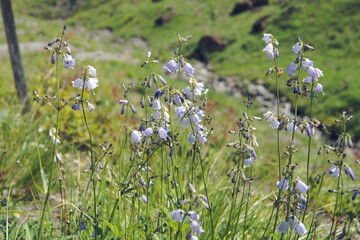ハクサンシャジン（Adenophora triphylla var....