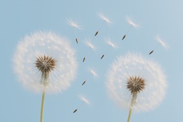 White dandelion seeds drifting across sky blue background with airy minimal aesthetic