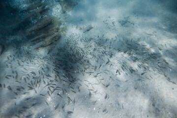 Underwater sea life with school of fish on sandy sea bottom in ocean