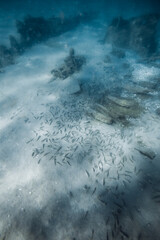 Underwater sea life with school of fish on sandy sea bottom in ocean