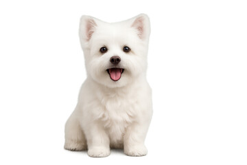 Obraz premium Transparent PNG cheerful small white fluffy dog smiling and looking at camera clean cutout