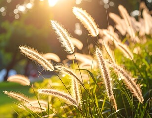 Grass illuminated by sunlight