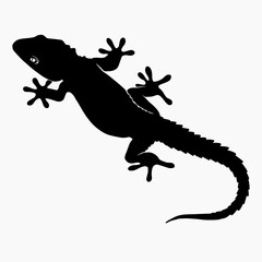 Black silhouette drawing gecko, vector illustration, white background
