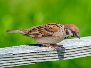 柵にとまるスズメ