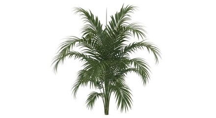 Fototapeta premium Isolated palm tree plant tropical green nature botany exotic foliage leaf areca palm tree plant flora