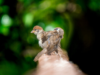 柵にとまるスズメ