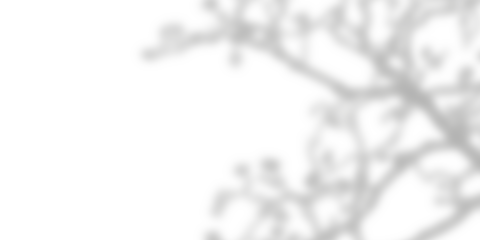 Leaf shadows isolated on transparent background 