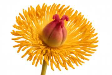 Yellow and pink flower bud opening in detailed close-up, revealing stamen and delicate petals on transparent background