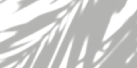 Leaf shadows isolated on transparent background 