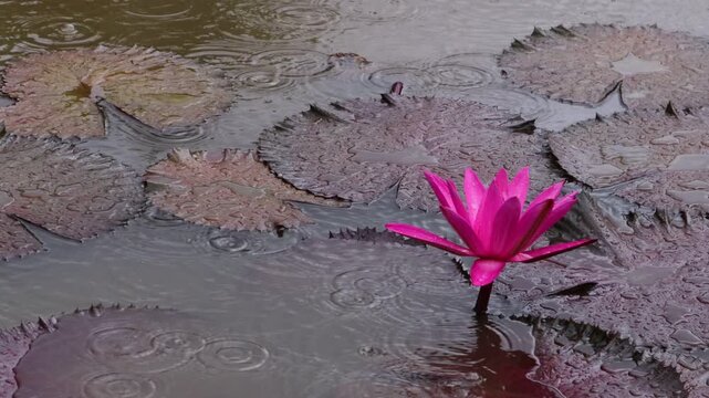 Beautiful water lilies bloomed in a still pond where rain was falling.비가내리는 잔잔한 연못에 아름다운 수련이 피었습니다.