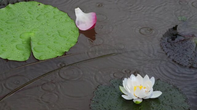 Beautiful water lilies bloomed in a still pond where rain was falling.비가내리는 잔잔한 연못에 아름다운 수련이 피었습니다.