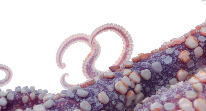 Close-up View of Tentacles, Marine Life Concept