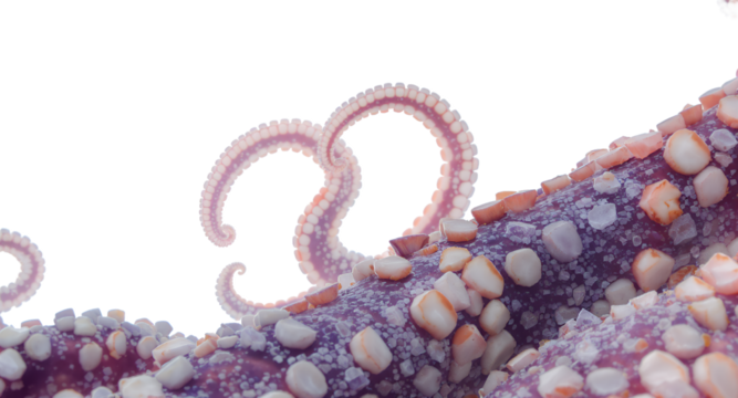 Close-up View of Tentacles, Marine Life Concept