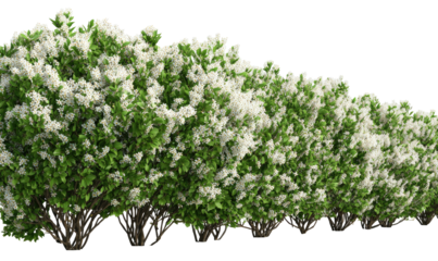 A vibrant row of bushes with cascading white flowers, offering a lively display against darkness