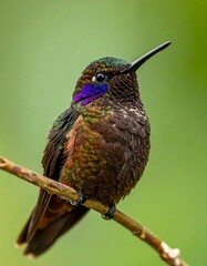 Iridescent hummingbird with a purple throat patch