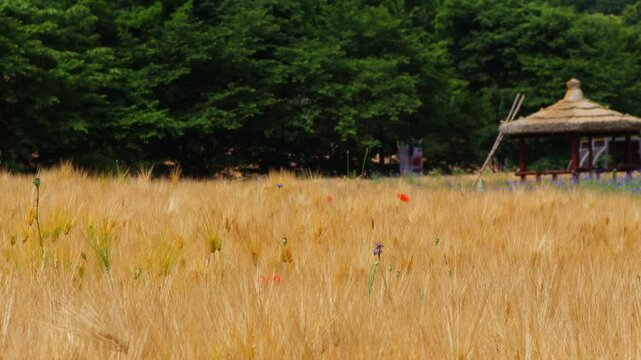 보리밭에 보리가 익어가고 원두막이 그늘을 만들고있습니다.The barley is ripening in the barley field and the hut is providing shade.