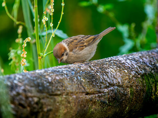 石にとまるスズメ,